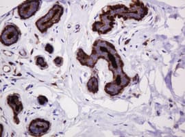 EMA / MUC1 Antibody (clone OTI2E3)