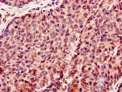 Histone H3.3 Antibody