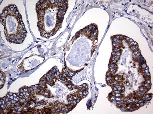 CHCHD3 Antibody (aa2-227, clone OTI3E10)
