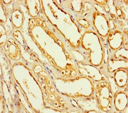 SEC14L4 Antibody
