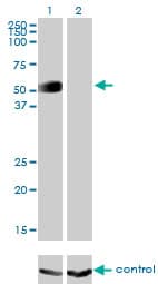 Monoclonal Mouse anti-Human GATA2 Antibody (clone 2D11, IF, WB)