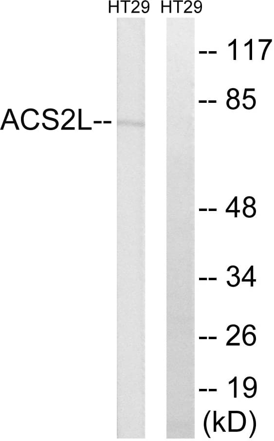 ACSS1 Antibody (aa611-660)