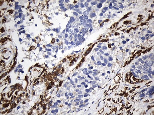 CD74 / CLIP Antibody (clone UMAB232, Carrier-free)