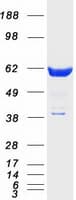 Human RANGAP1 Protein (Recombinant Myc-DDK (Flag))