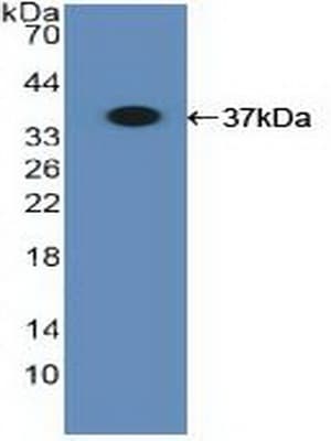 HLA-B Antibody (aa26-309)
