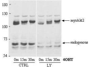 Polyclonal Rabbit anti-Human AKT2 Antibody (aa450-475, WB)