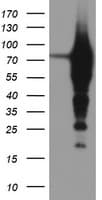 EPN2 Antibody (clone OTI1F5)