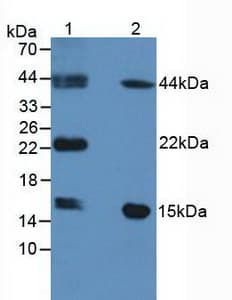 FABP9 / Lipid-Binding Protein Antibody (aa1-132)