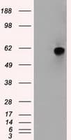 NRBP1 / NRBP Antibody (clone OTI4F2)