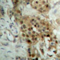 RELB Antibody (C-Terminus)