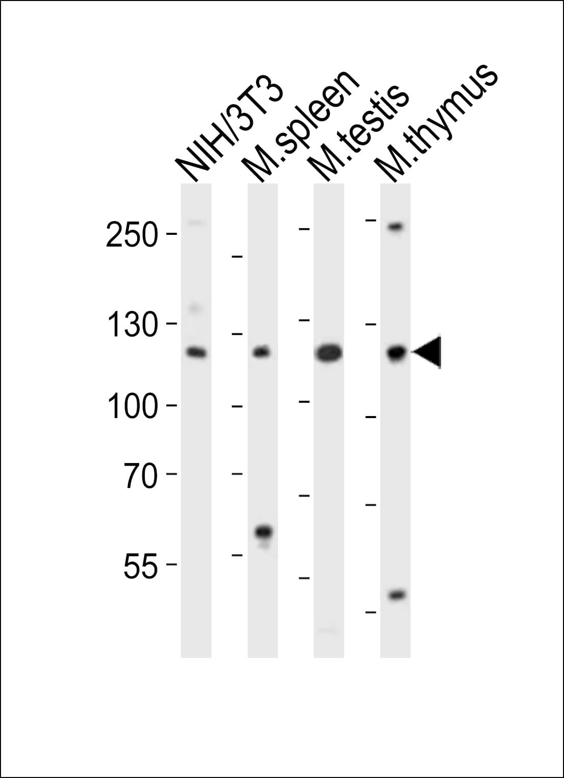 TRIM24 / TIF1 Antibody (aa789-843)