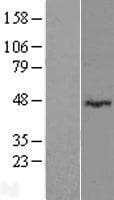 LRRC2 Protein (Over-Expression Lysate Myc-DDK (Flag))