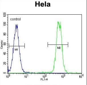 MAPK14 / p38 Antibody (Tyr323)