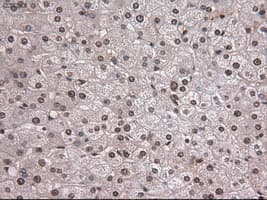 NOTCH1 Antibody (clone OTI4C9)