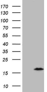 Monoclonal Mouse anti-Human C4orf36 Antibody (clone OTI8B7, IHC, WB)