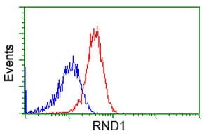 RND1 Antibody (clone OTI1C3, Carrier-free)