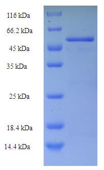 E. coli tar Protein (Recombinant His-SUMO)
