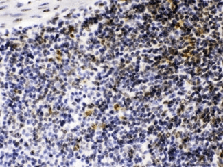 CIITA Antibody