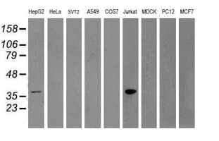 GRAP2 / GRID Antibody (clone OTI1G2)