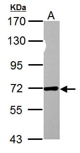 NUP62 Antibody (aa230-490)