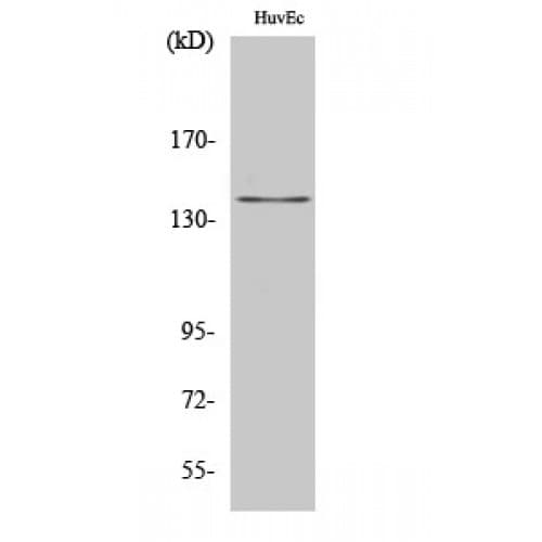 Beta Amyloid Antibody (680-760 aa)