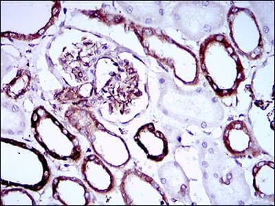 SYCP3 / SCP3 Antibody (aa27-128, clone 6F9B6)