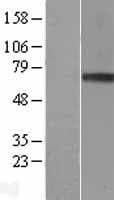 GRN / Granulin Protein (Over-Expression Lysate Myc-DDK (Flag))