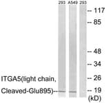 Polyclonal Rabbit anti-Human ITGA5/Integrin Alpha 5/CD49e Antibody (aa876-925, WB)