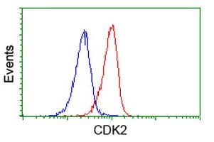 CDK2 Antibody (clone OTI6H2)