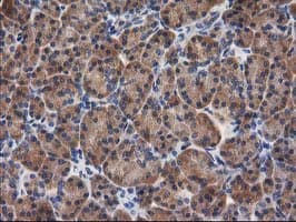 GBA3 / CBG Antibody (clone OTI1F1)