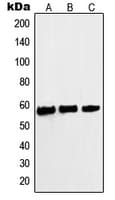 MYC / c-Myc Antibody (phospho-Ser62)