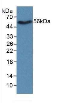 NAMPT / Visfatin Antibody (aa1-491)
