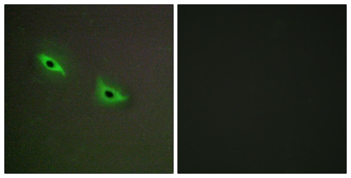 CYP2S1 Antibody (aa181-230)