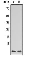 RPL39 / Ribosomal Protein L39 Antibody (N-Terminus)