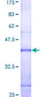 Human CTSG / Cathepsin G Protein (Recombinant GST, N-terminus)