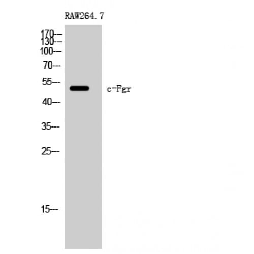 FGR Antibody (350-430 aa)