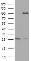 MAATS1 Antibody (aa1-313, clone OTI6G1)