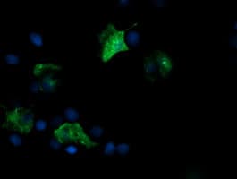FATE1 Antibody (clone OTI1A1)