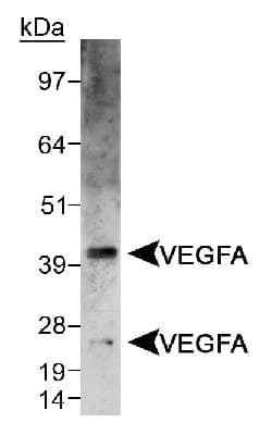 VEGFA / VEGF Antibody (Internal, Biotin)