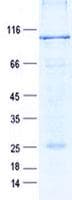 Human RSHL2 Protein (Recombinant GST, N-terminus + His, C-terminus)