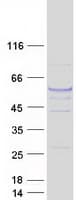 Human TUBA3E / Tubulin Alpha 3E Protein (Recombinant Myc-DDK (Flag))