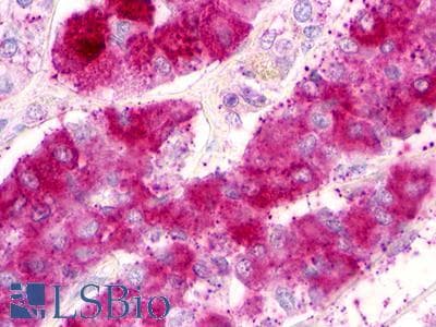 PathPlus™ P2RY1 / P2Y1 Antibody (C-Terminus)