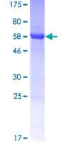 Human SEC14L4 Protein (Recombinant GST)