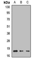 LAMTOR1 Antibody