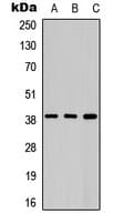 AURKB / Aurora-B Antibody (N-Terminus)