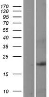 RARRES3 Protein (Over-Expression Lysate Myc-DDK (Flag))
