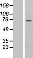 CDC25B Protein (Over-Expression Lysate Myc-DDK (Flag))