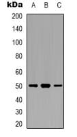 EFTU / TUFM Antibody (Internal)