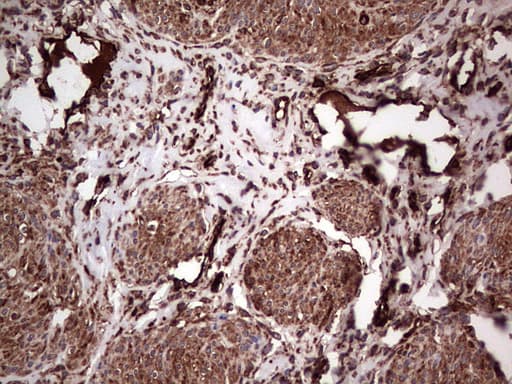 PKM2 Antibody (clone OTI12D5, Carrier-free)