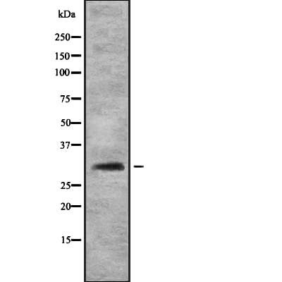 FHL3 Antibody
